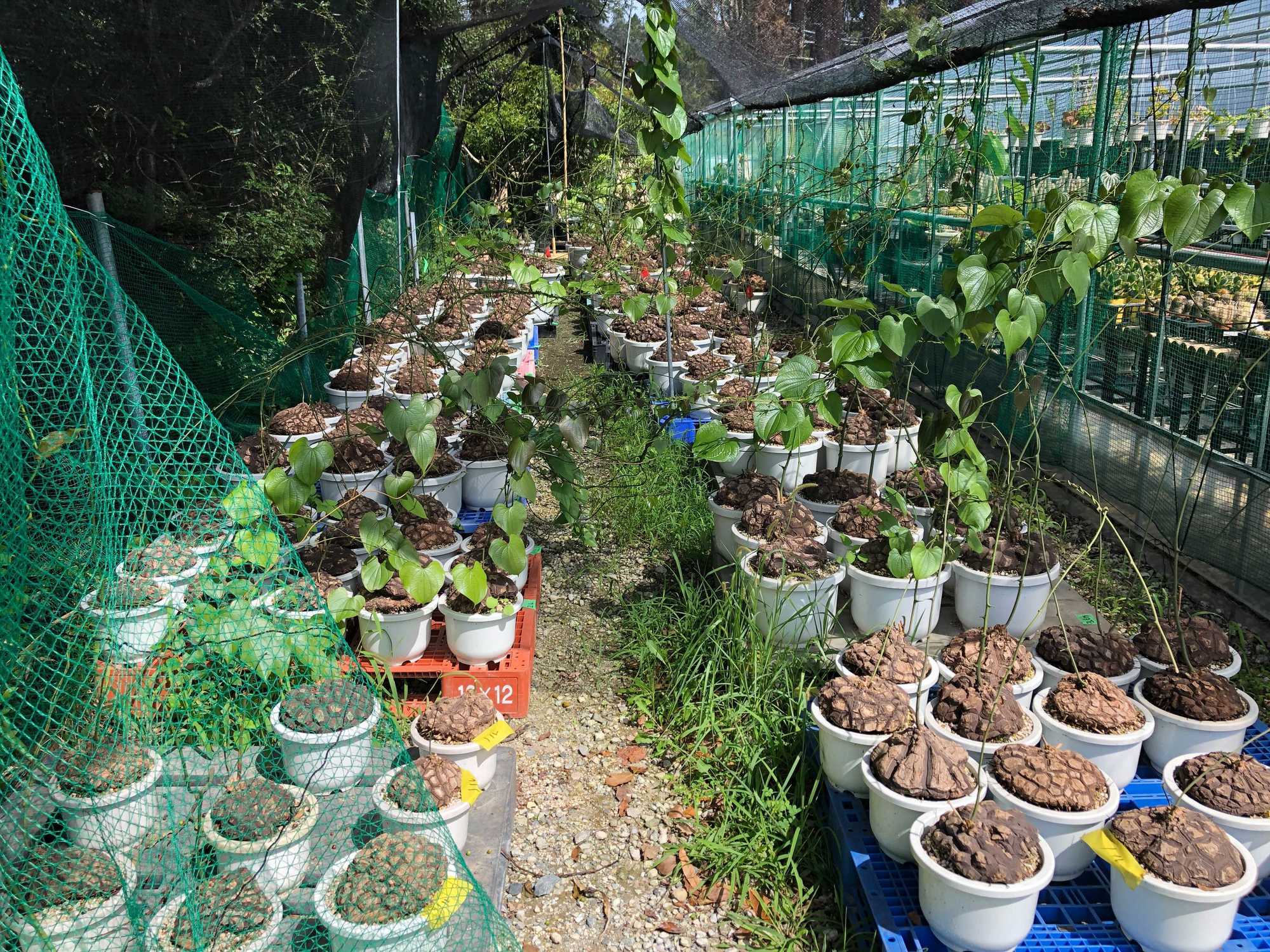 ユッカロストラータ そら植物園 ユッカロストラータ そら植物園 【公式通販】