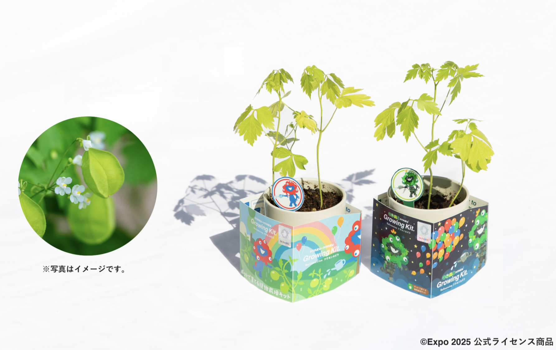 耐え抜くもの、母聖樹　3枚セット EXPO 2025 ミャクミャク植物栽培キットが発売！ | [ そら広場 ] 西畠