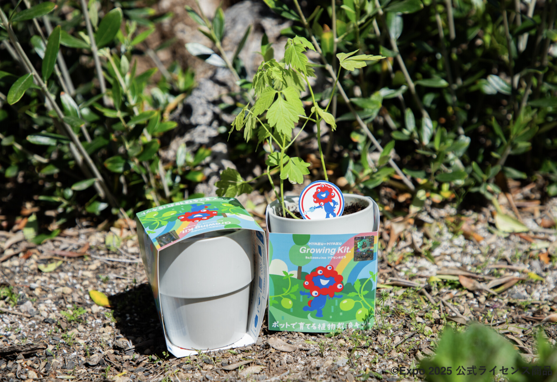 EXPO 2025 ミャクミャク植物栽培キットが発売！ | [ そら広場 ] 西畠