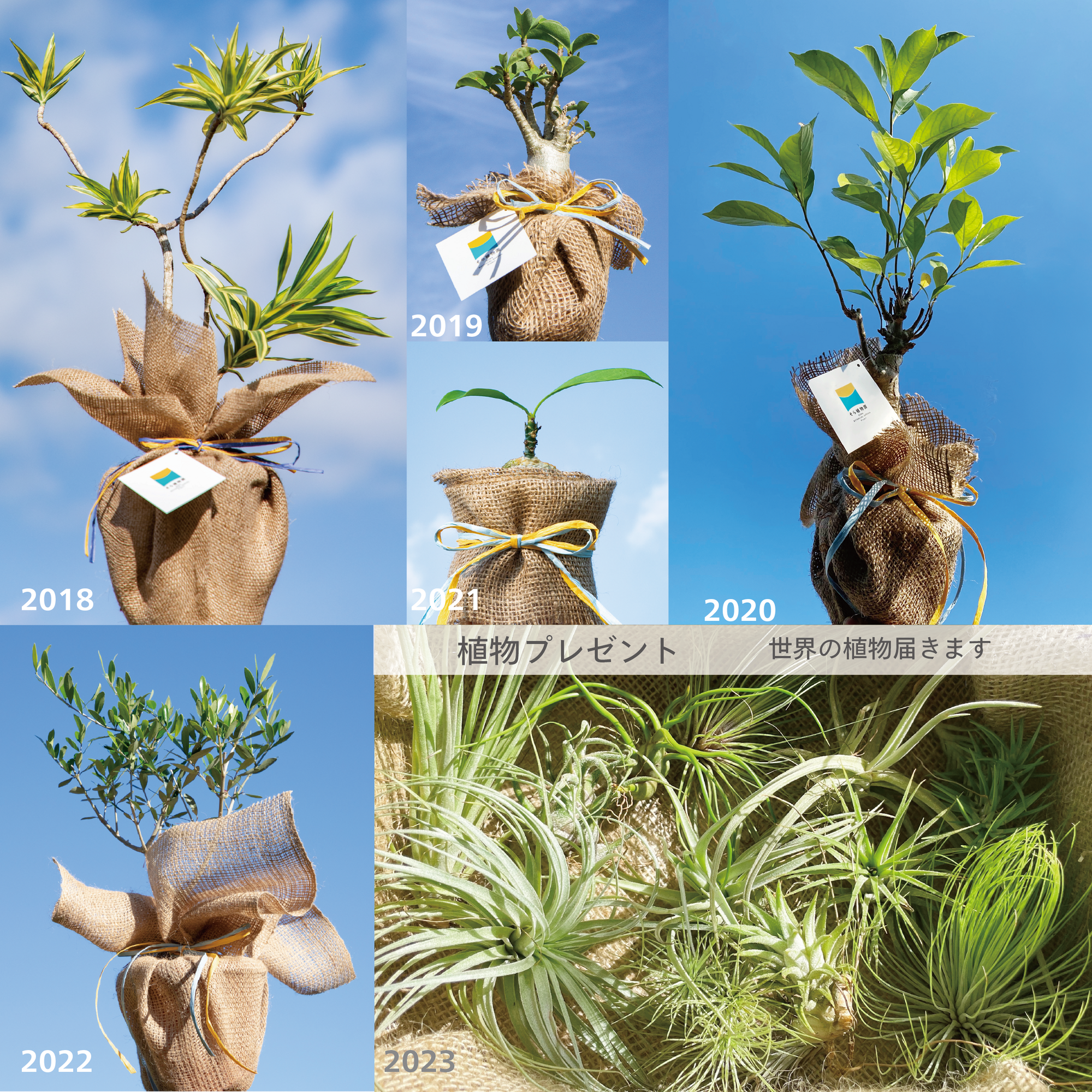 年一回の植物プレゼント 準備着々と進んでいます！ | [ そら広場 ] 西