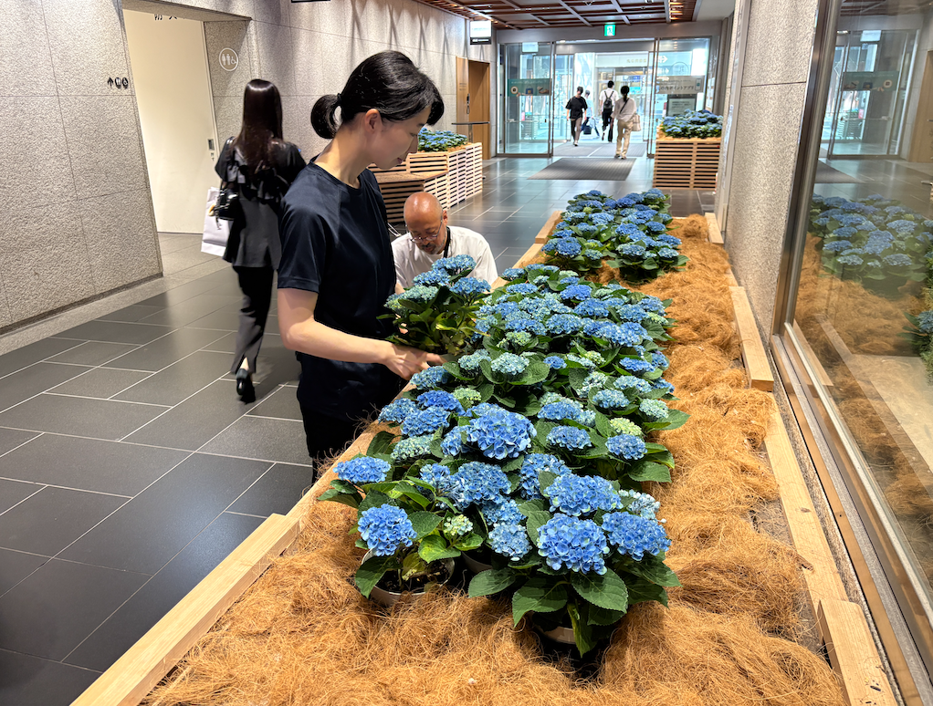そら広場の皆さんと紫陽花のメンテナンス作業を実施しました