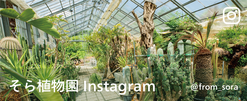 そら植物園 Instagram