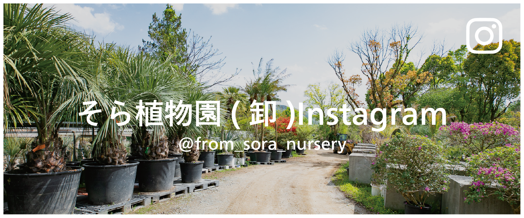 そら広場 ] 西畠清順 そら植物園オフィシャルクラブ