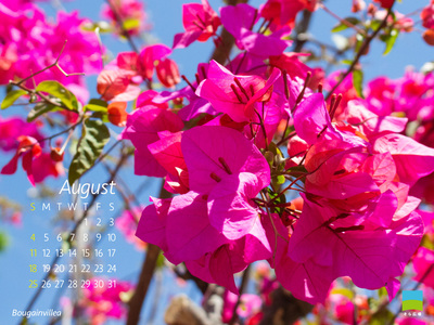 【PC用カレンダー壁紙】Bougainvillea【8月】