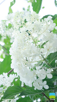 【iPhone 6/7/8対応】Viburnum opulus【7月】