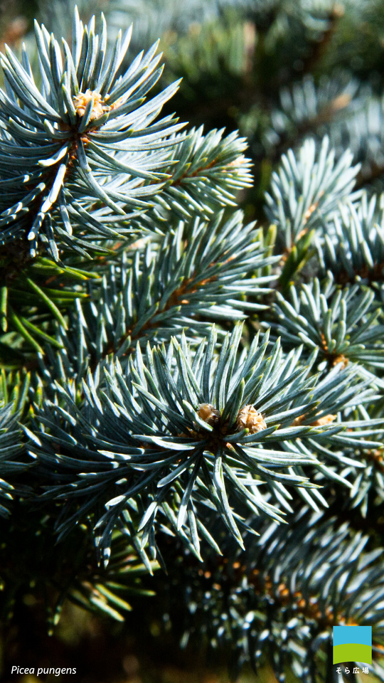 【Android対応】Picea pungens【12月】