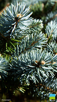 【iPhone 6/7/8対応】Picea pungens【12月】