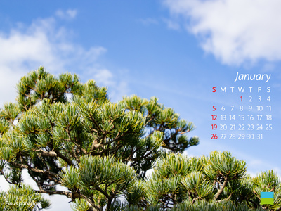 【PC用カレンダー壁紙】Pinus parviflora【1月】