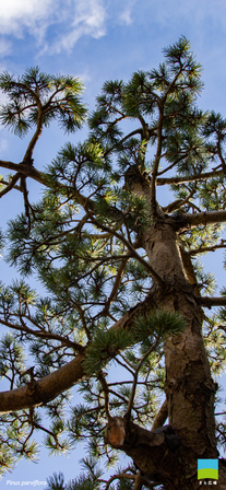 【iPhone X以降対応】Pinus parviflora【1月】