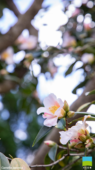 【iPhone 6/7/8対応】Camellia japonica【2月】