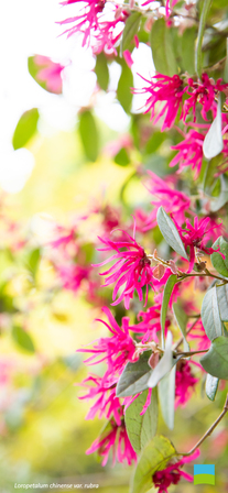 【iPhone X以降対応】Loropetalum chinense var.rubra【4月】