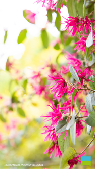 【iPhone 6/7/8対応】Loropetalum chinense var.rubra【4月】