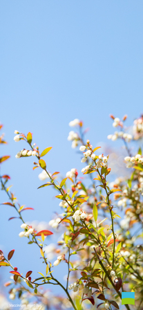 【iPhone X以降対応】Vaccinium myrtillus【5月】