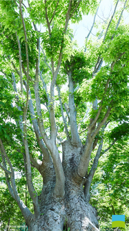 【iPhone 6/7/8対応】Zelkova serrata【6月】