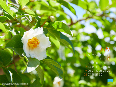 【PC用カレンダー壁紙 uxga】Stewartia pseudocamellia【7月】