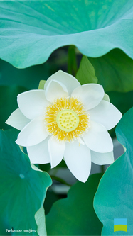 【iPhone 6/7/8対応】Nelumbo nucifera／ハス【8月】