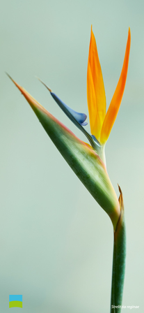 【iPhone X以降対応】Strelitzia reginae【9月】