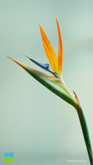 【iPhone 6/7/8対応】Strelitzia reginae【9月】