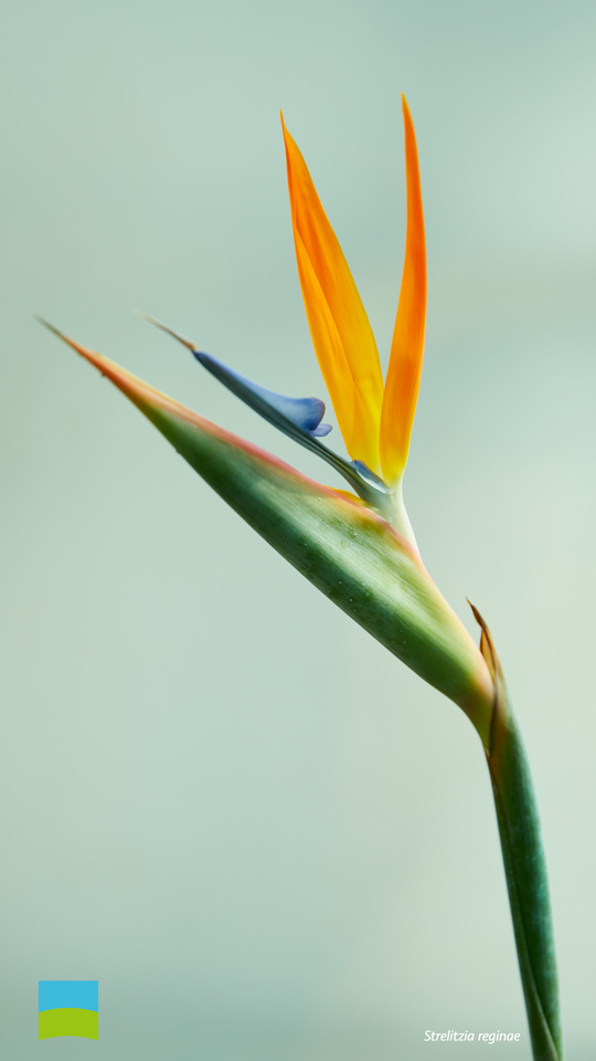 【Android対応】Strelitzia reginae【9月】