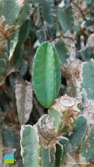 【iPhone6-8】Cereus peruvianus【10月】