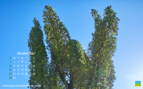 【PC用カレンダー壁紙】Podocarpus macrophyllus var. maki 【11月】