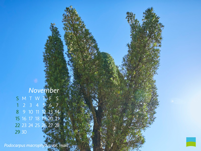 【PC用カレンダー壁紙】Podocarpus macrophyllus var. maki 【11月】