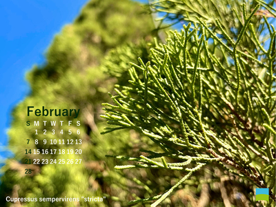 【PC用カレンダー壁紙】Cupressus sempervirens "stricta"【2月】
