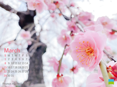 【PC用カレンダー壁紙】Prunus mume f.pendula【3月】