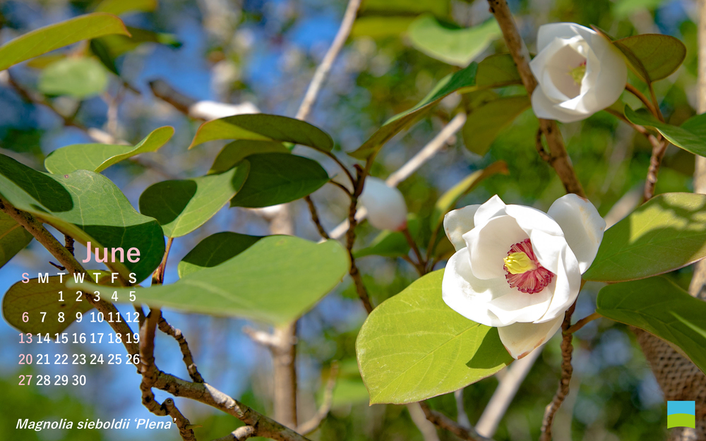 【PC用カレンダー壁紙】Magnolia sieboldii ‘Plena’【6月】