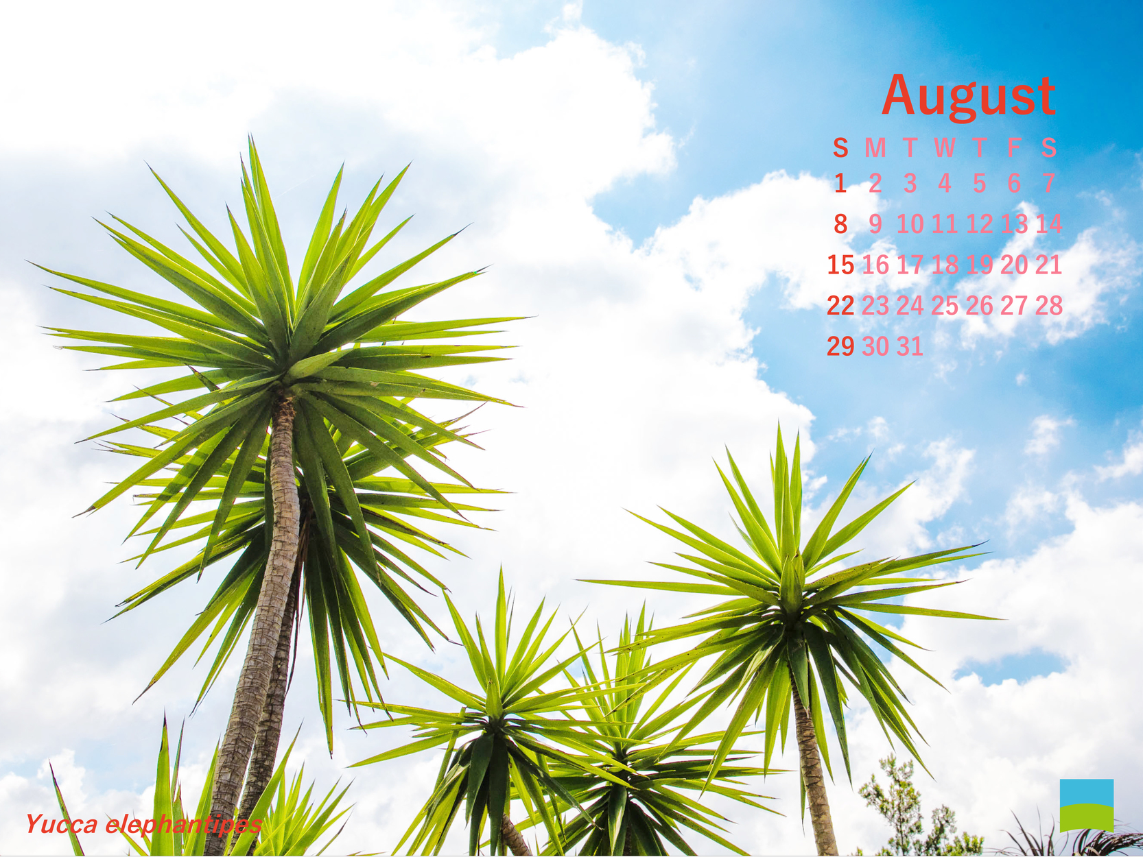 【PC用カレンダー壁紙】【8月】Yucca elephantipes