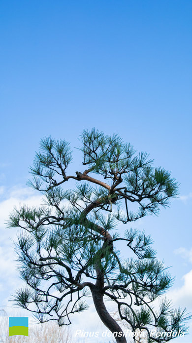【〜iPhone8 対応】Pinus densiflora 'Pendula'【1月】