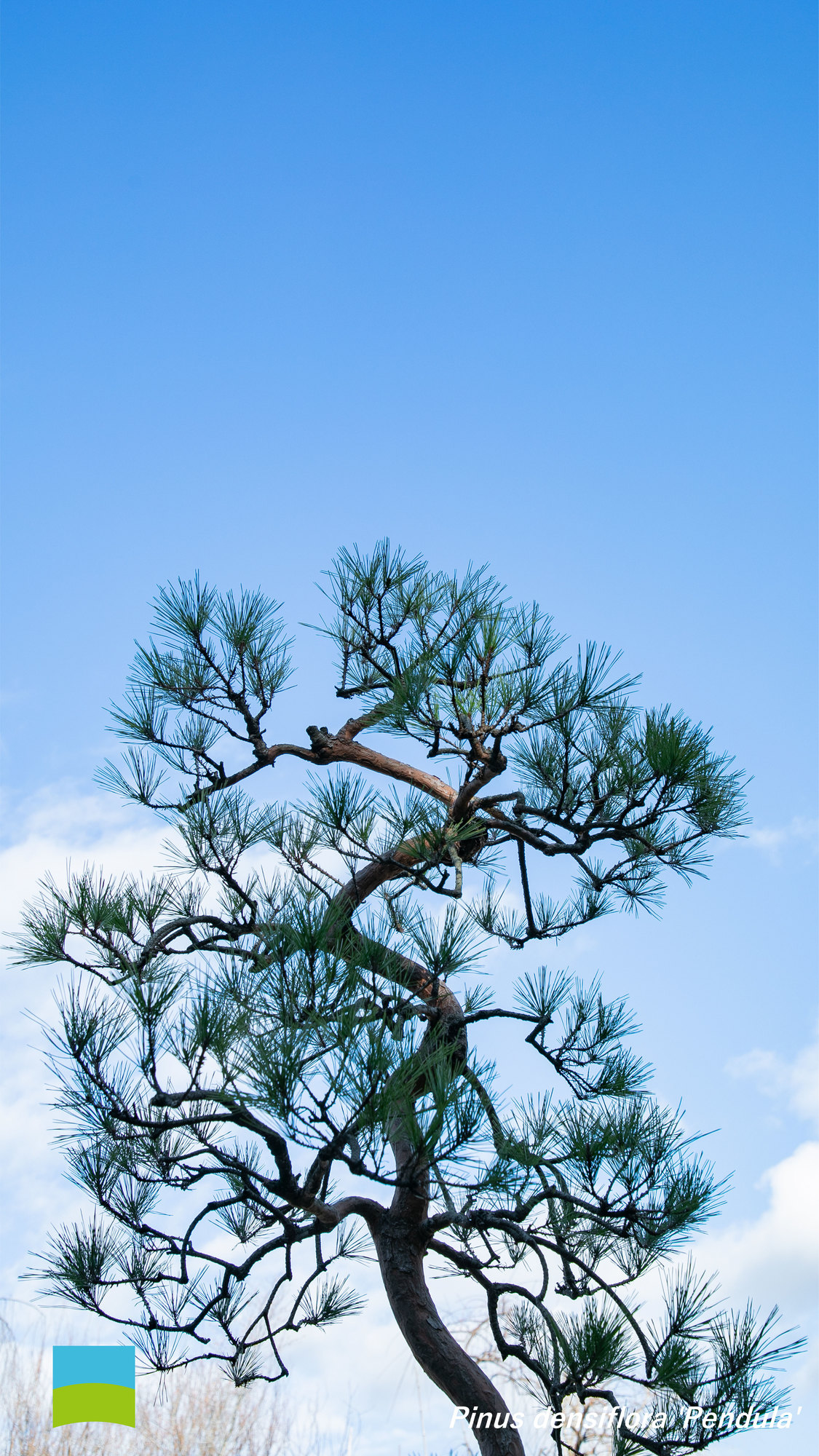 【X peria 対応】Pinus densiflora 'Pendula'【1月】