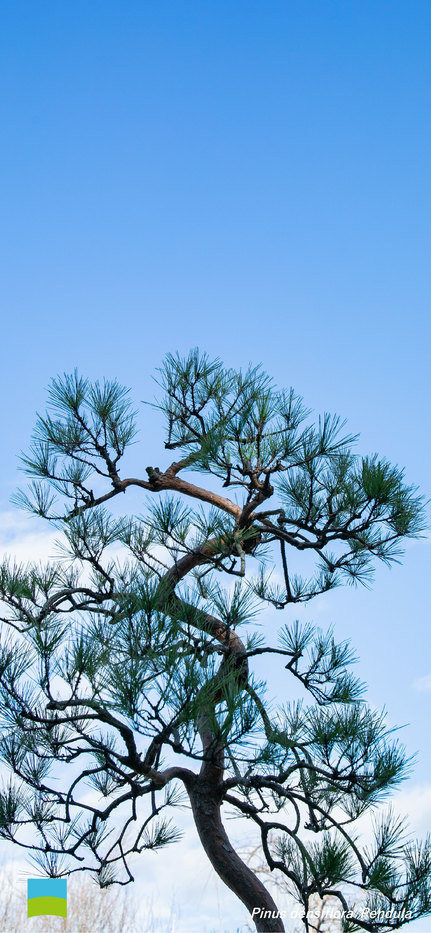 【iPhoneX〜 対応】Pinus densiflora 'Pendula'【1月】