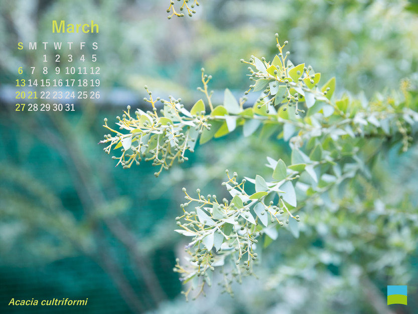 【PC用カレンダー壁紙】Acacia cultriformi【3月】