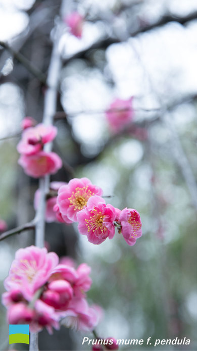 【〜iPhone8 対応】Prunus mume f. pendula【3月】