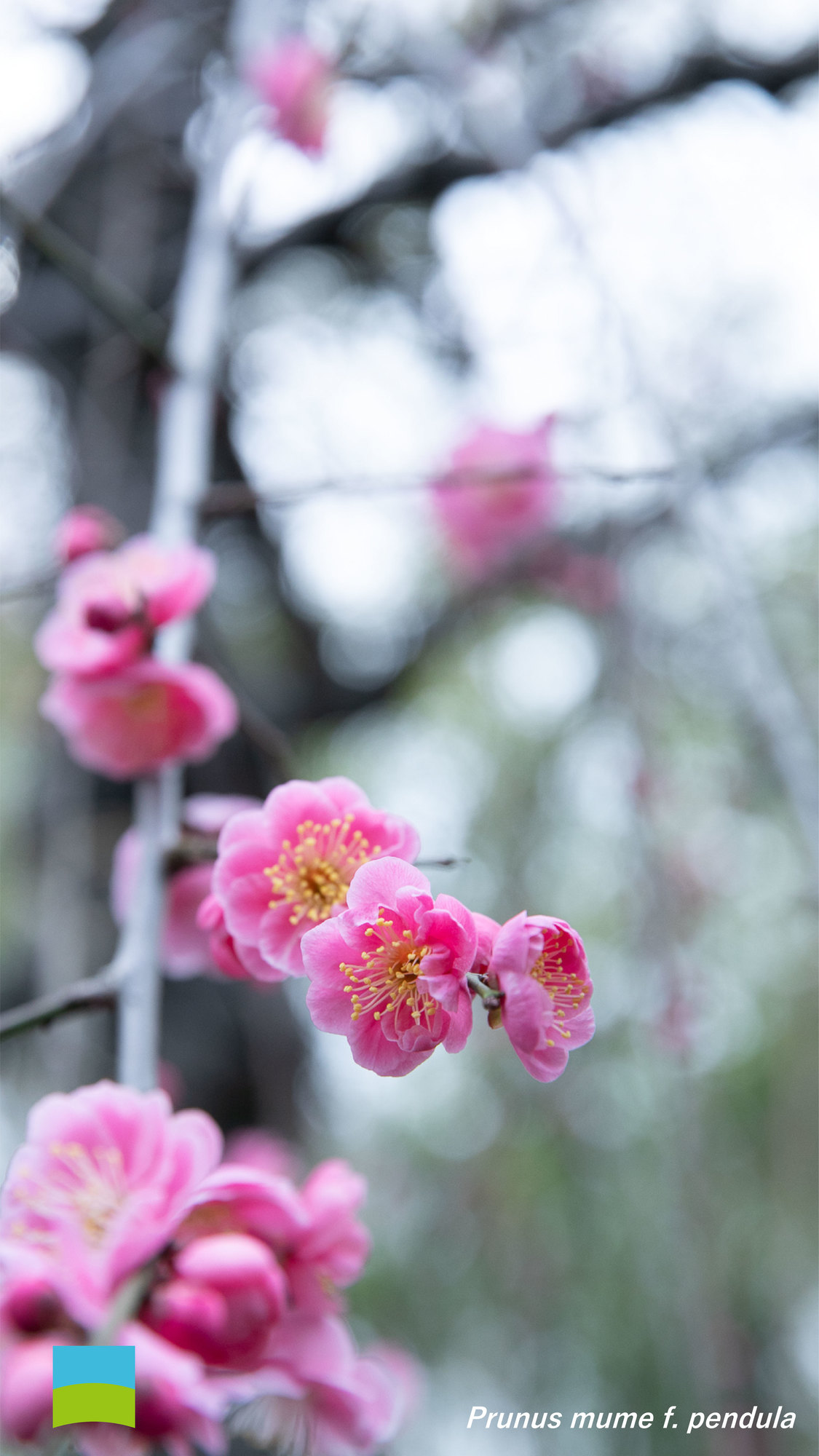 【X peria対応】Prunus mume f. pendula【3月】
