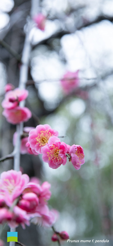 【iPhoneX〜 対応】Prunus mume f. pendula【3月】