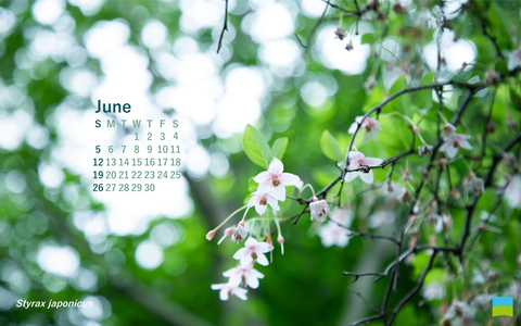【PC用カレンダー壁紙 Wuxga】Styrax japonica【6月】