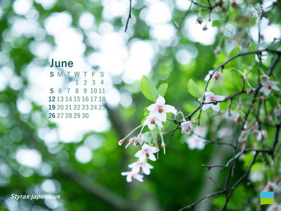 【PC用カレンダー壁紙 uxga】Styrax japonica【6月】
