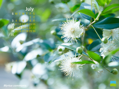 【PC用カレンダー壁紙 uxga】Myrtus communis【7月】