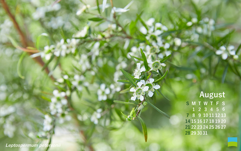 【PC用カレンダー壁紙 Wuxga】Leptospermum petersonii【8月】