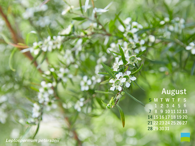 【PC用カレンダー壁紙 uxga】Leptospermum petersonii【8月】