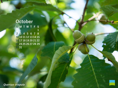 【PC用カレンダー壁紙 uxga】Quercus crispula【10月】