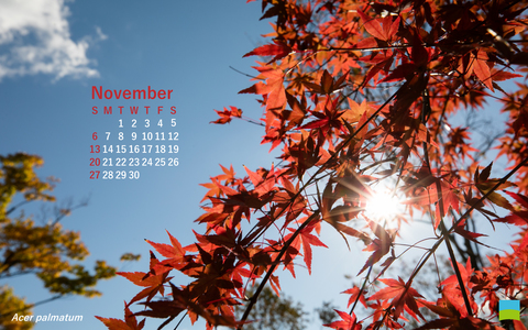 【PC用カレンダー壁紙 Wuxga】Acer palmatum【11月】