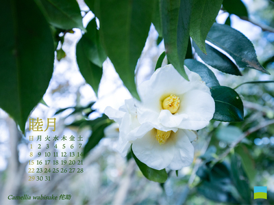 【PC用カレンダー壁紙 UXGA】Camellia wabisuke【1月】