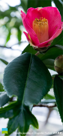 【iPhone壁紙】Camellia japonica cv. Kingyoba-Tsubaki【1月】