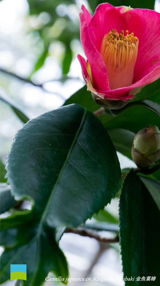【Android壁紙】Camellia japonica cv. Kingyoba-Tsubaki【1月】