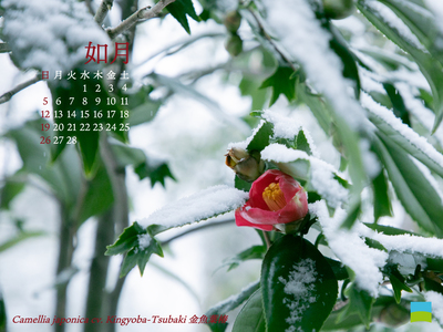 【PC用カレンダー壁紙 UXGA】Camellia japonica cv. Kingyoba-Tsubaki【2月】