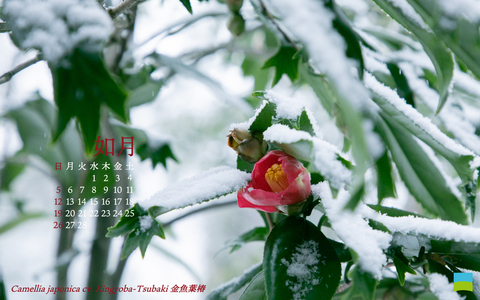 【PC用カレンダー壁紙 WUXGA】Camellia japonica cv. Kingyoba-Tsubaki【2月】