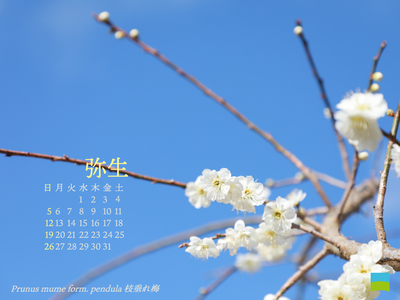 【PC用カレンダー壁紙 UXGA】Prunus mume form. pendula【3月】